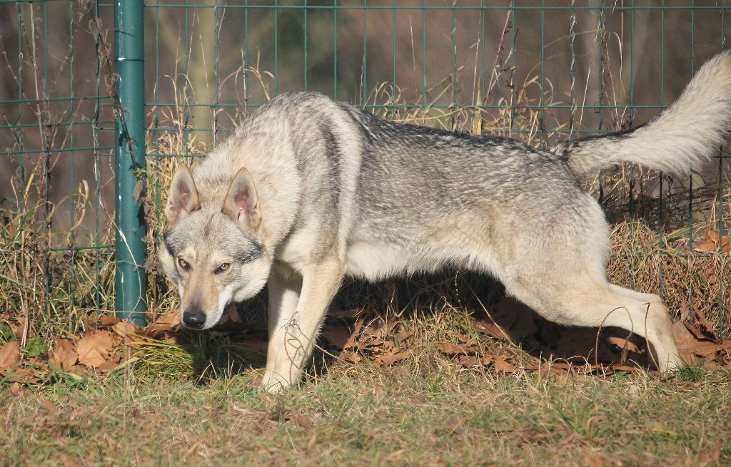 Publication : De la combe noire