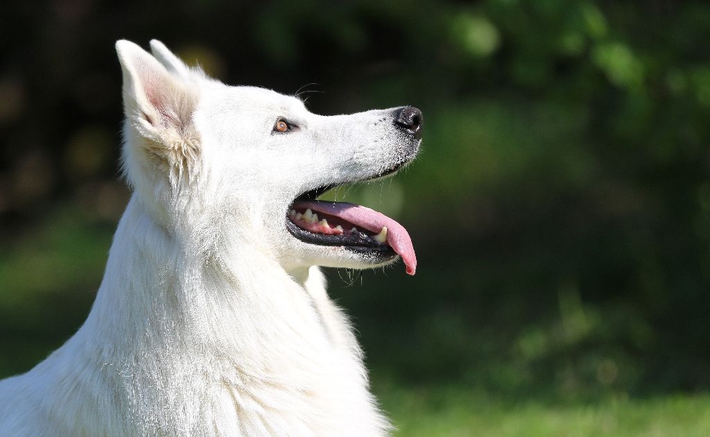 Publication : De la combe noire