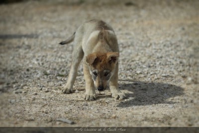 Les chiots de Chien-loup tchecoslovaque