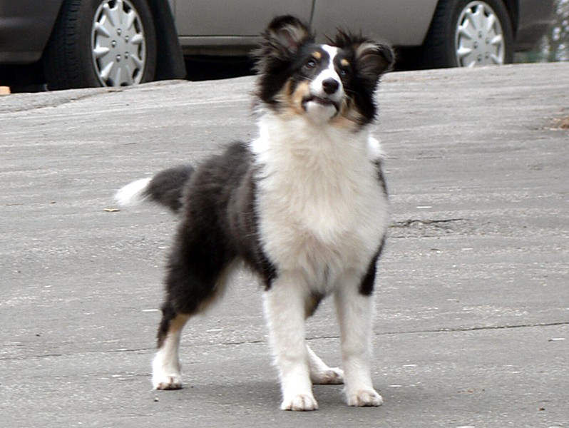 Boutchy des deux étoiles