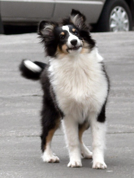 Boutchy des deux étoiles