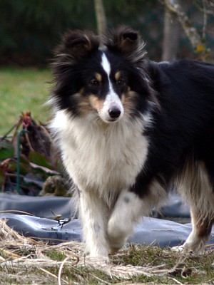 Boutchy des deux étoiles