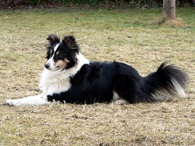 Boutchy des deux étoiles