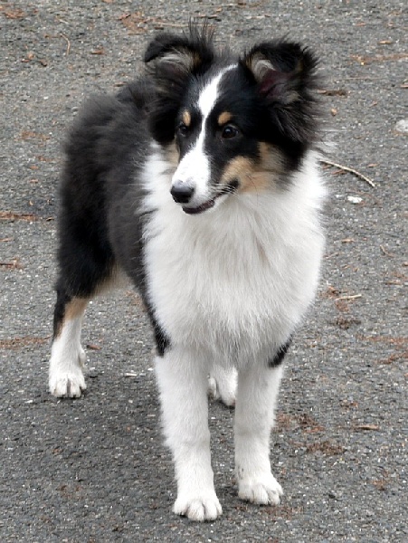 Boutchy des deux étoiles