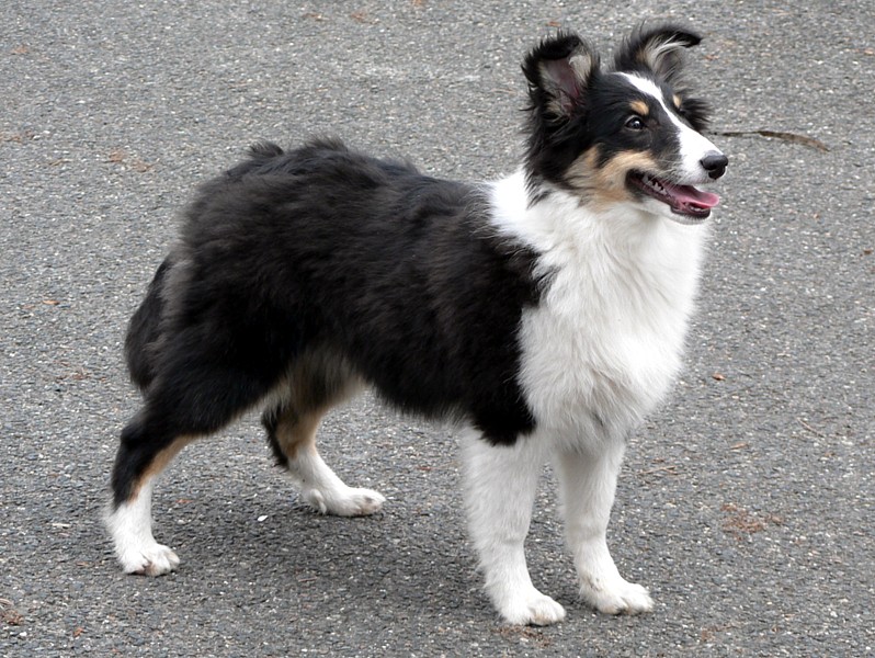 Boutchy des deux étoiles