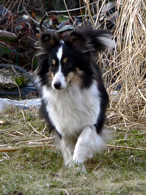 Boutchy des deux étoiles