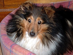 Publication : des deux étoiles