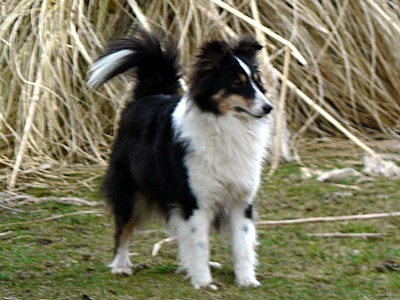 Boutchy des deux étoiles