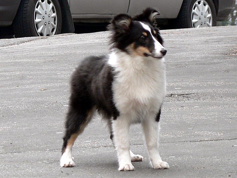 Boutchy des deux étoiles