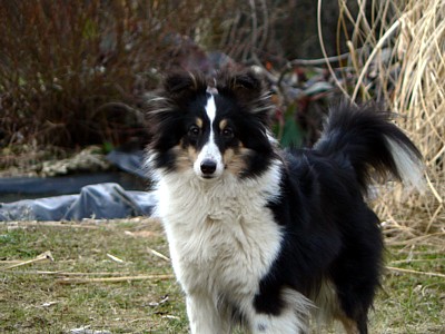 Boutchy des deux étoiles