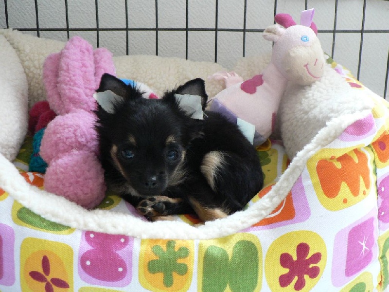 Publication : des deux étoiles