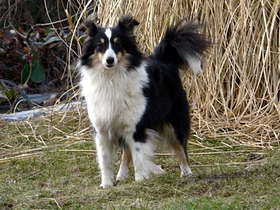 Boutchy des deux étoiles