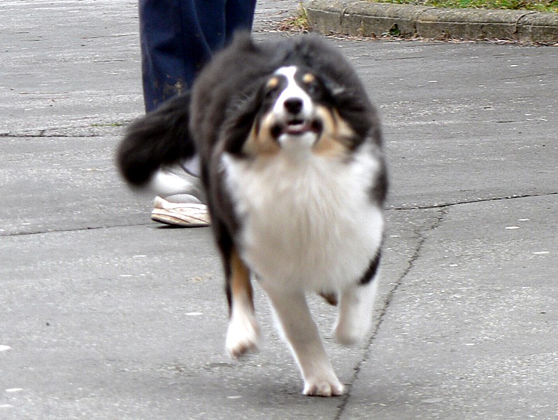 Boutchy des deux étoiles
