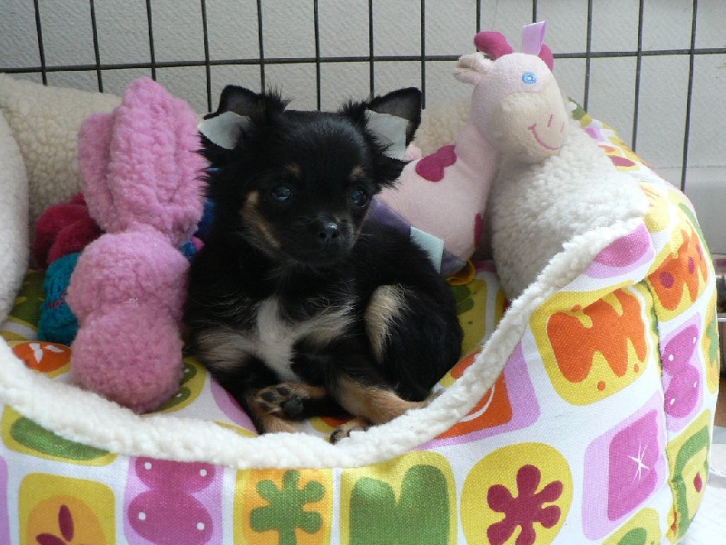 Publication : des deux étoiles