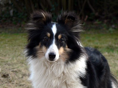 Boutchy des deux étoiles