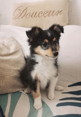 Shetland Sheepdog