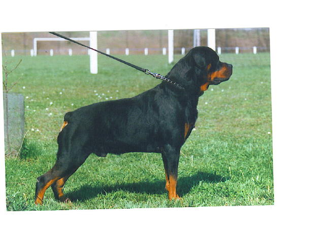 Publication : Vom hundegluck