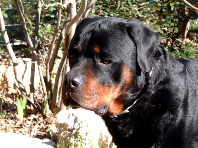 Publication : Vom hundegluck