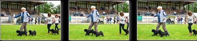 Griotte dite gélinotte De la colline maya