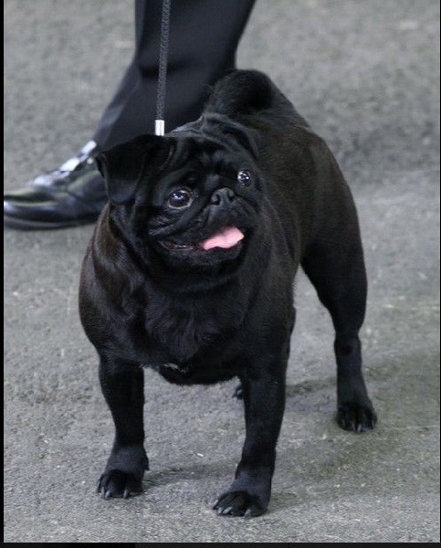 Griotte dite gélinotte De la colline maya