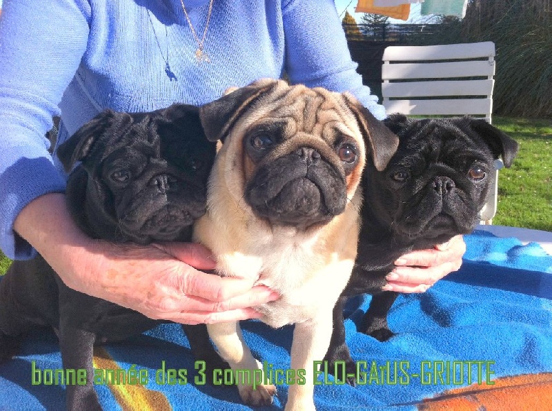 Griotte dite gélinotte De la colline maya