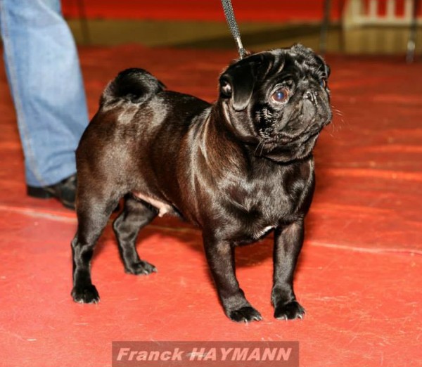 Griotte dite gélinotte De la colline maya