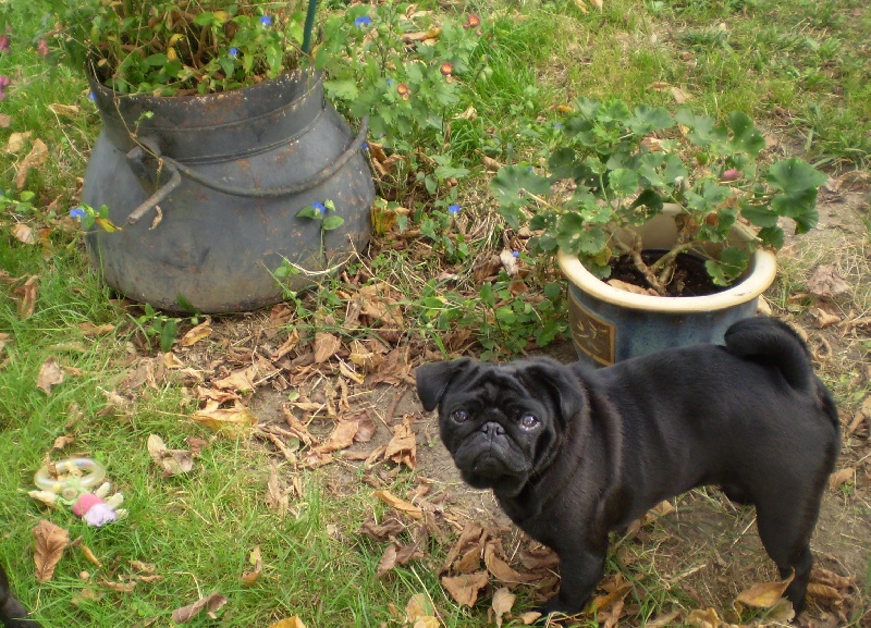 Griotte dite gélinotte De la colline maya