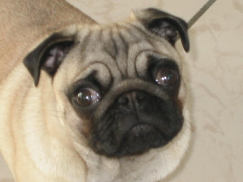 Bella De la colline maya