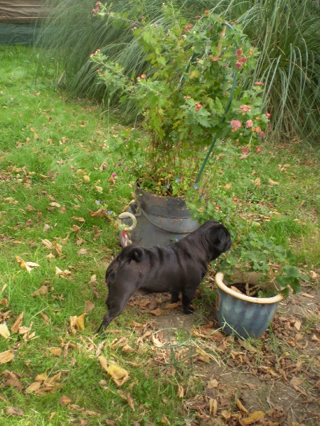 Griotte dite gélinotte De la colline maya