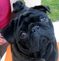 Griotte dite gélinotte De la colline maya