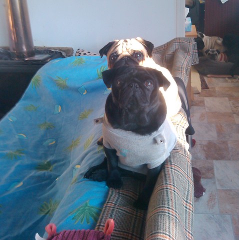 Griotte dite gélinotte De la colline maya