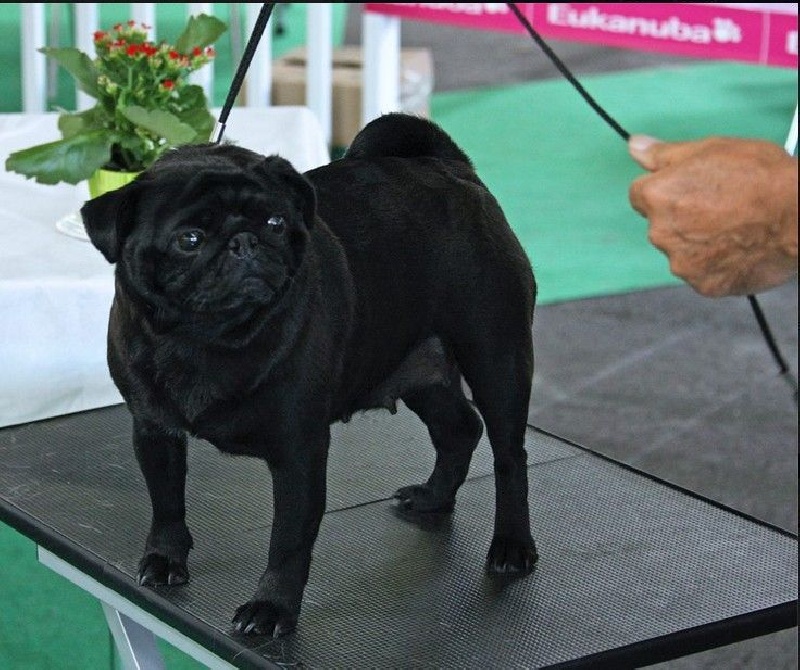 Griotte dite gélinotte De la colline maya