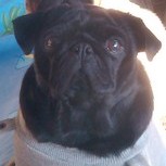 Griotte dite gélinotte De la colline maya