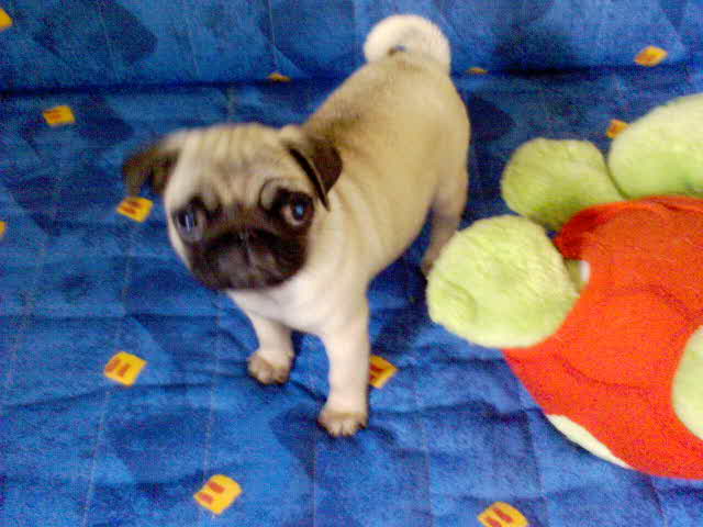 Bella De la colline maya