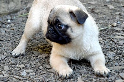 Les chiots de Carlin