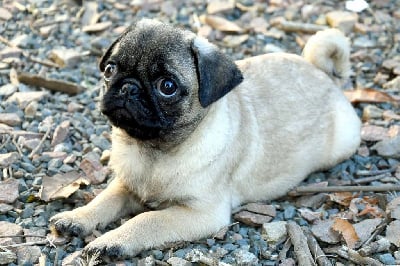 Les chiots de Carlin