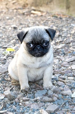 Les chiots de Carlin