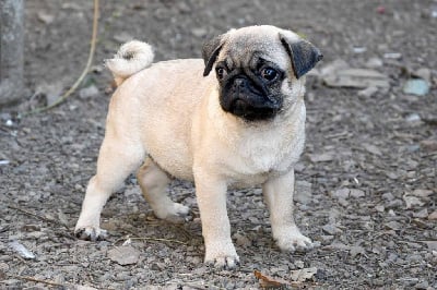 Les chiots de Carlin