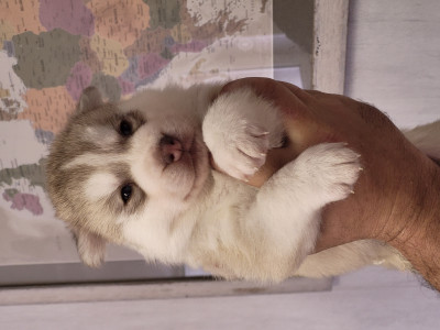 Les chiots de Siberian Husky