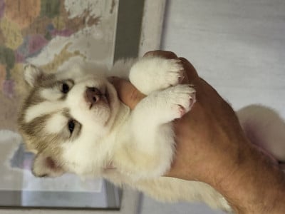 Les chiots de Siberian Husky