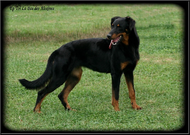 Publication : Des alexines Auteur : Elevage des Alexines