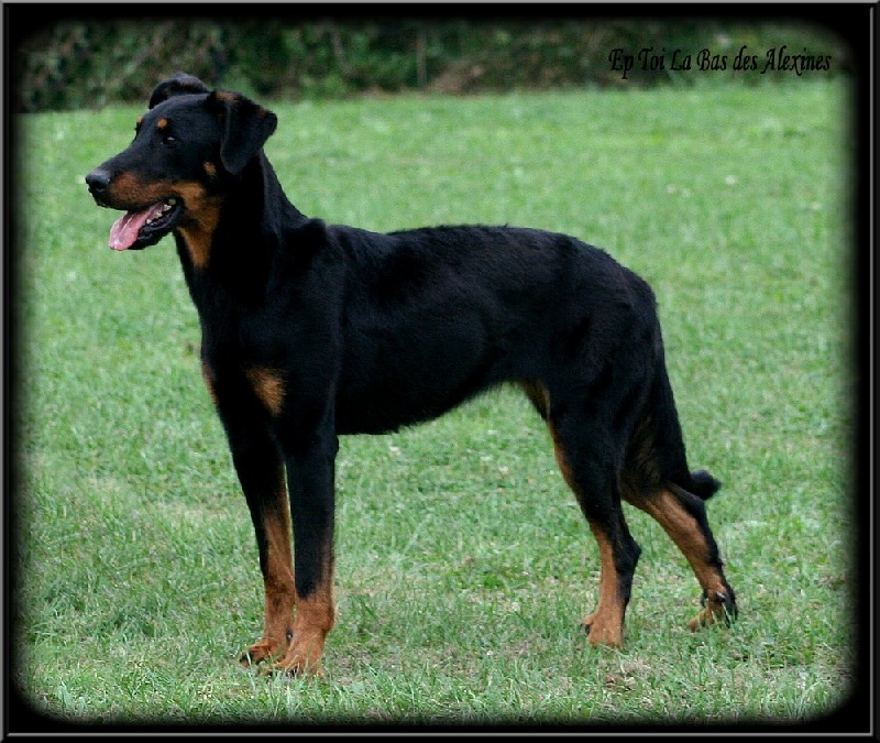 Publication : Des alexines Auteur : Elevage des Alexines