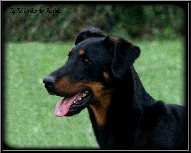 Publication : Des alexines Auteur : Elevage des Alexines