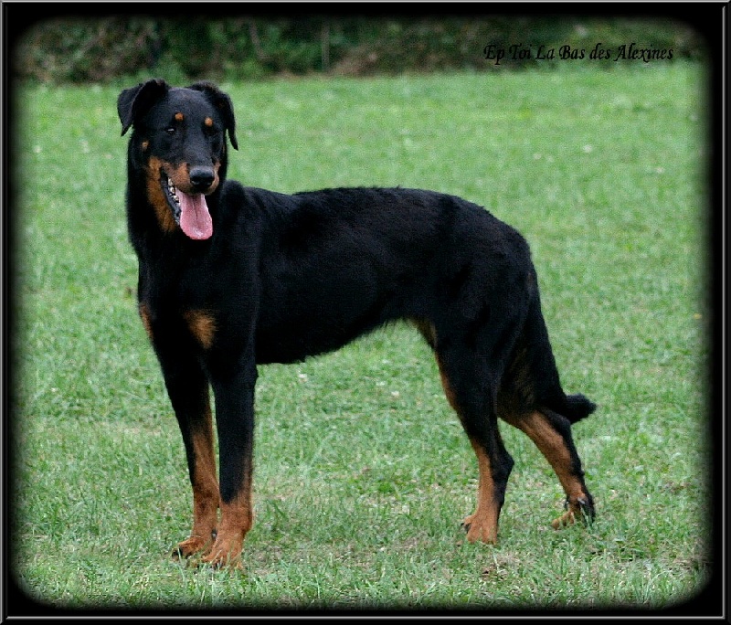 Publication : Des alexines Auteur : Elevage des Alexines