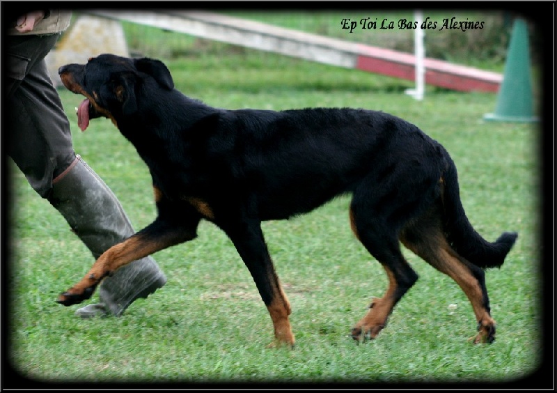 Publication : Des alexines Auteur : Elevage des Alexines