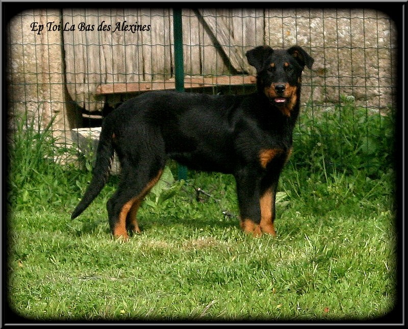 Publication : Des alexines Auteur : Elevage des Alexines