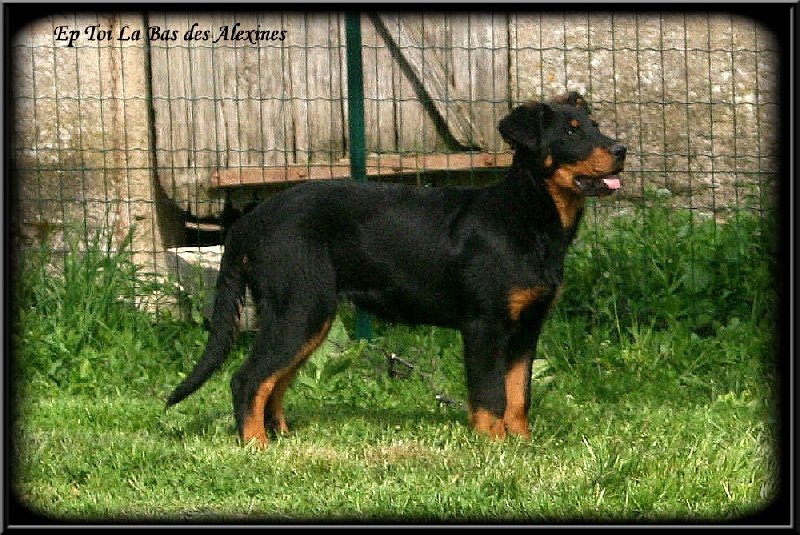 Publication : Des alexines Auteur : Elevage des Alexines