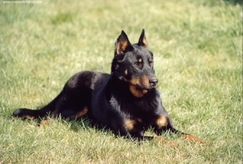 Publication : Des alexines Auteur : Elevage des Alexines