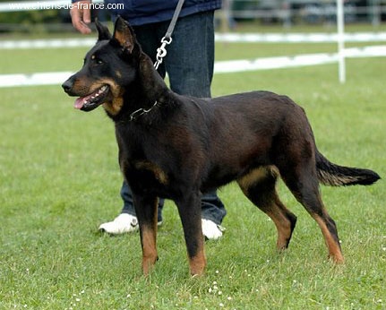 Publication : Des alexines Auteur : Elevage des Alexines