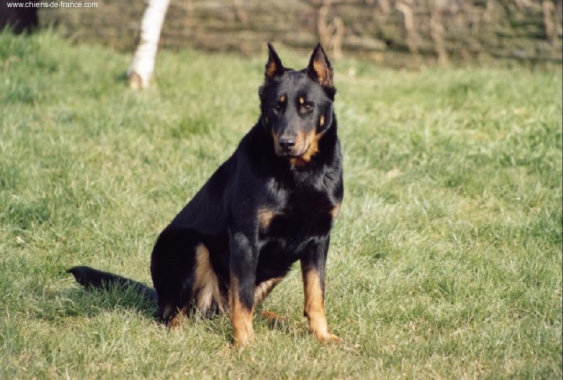 Publication : Des alexines Auteur : Elevage des Alexines